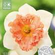 Narcissus Hungarian Rhapsody: Bild 1/1