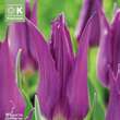 Tulipa Purple Dream: Bild 1/1