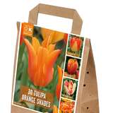 Tulpen Orange Shades - Tulpen-Mischung