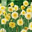 Narcissus Sundisc: Bild 1/1