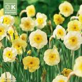 Narcissus Sundisc - Narzisse