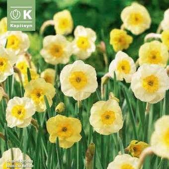 Narcissus Sundisc