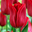 Tulpe Strong Love: Bild 1/1