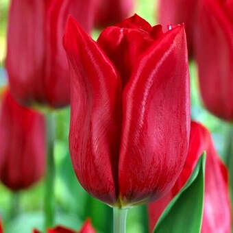 Tulpe Strong Love