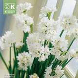 Narcissus Paperwhite Ziva - Narzisse