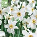 Narcissus Recurvus - Narzisse