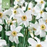 Narcissus Recurvus - Narzisse