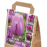 Tulpen Violett Shades - Tulpen-Mischung