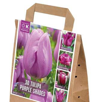 Tulpen Violett Shades