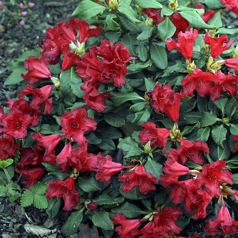 Rhododendron - Rhododendron repens 'Baden Baden' - rot