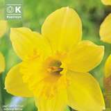 Narcissus Carlton - Narzisse