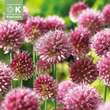 Allium sphaerocephalon: Bild 1/1