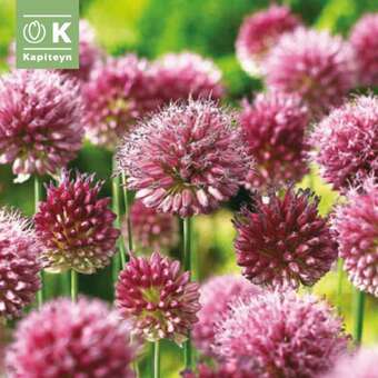 Allium sphaerocephalon