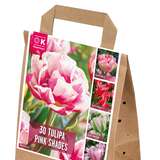 Tulpen Rosa Shades - Tulpen-Mischung