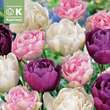 Tulpe gefülltblühende Pastell Mischung: Bild 1/1