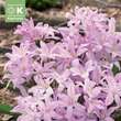 Chionodoxa Pink Giant: Bild 1/1