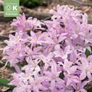 Chionodoxa Pink Giant - Sternhyazinthen