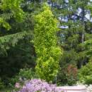 Fagus sylvatica 'Dawyck Gold' - Gelbe Säulen-Buche