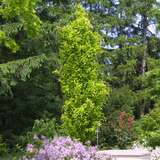 Fagus sylvatica 'Dawyck Gold' - Gelbe Säulen-Buche