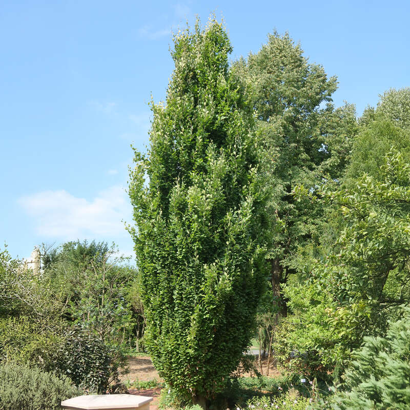 geigenfeige kunstpflanze Künstlicher Ficus lyrata Baum 180cm Geigenfeige dekorative Kunstpflanz main image 1