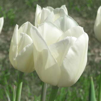 Tulpe Hakuun