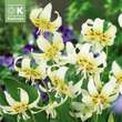 Erythronium White Beauty: Bild 1/1