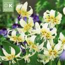 Erythronium White Beauty - Hundszahnlilie