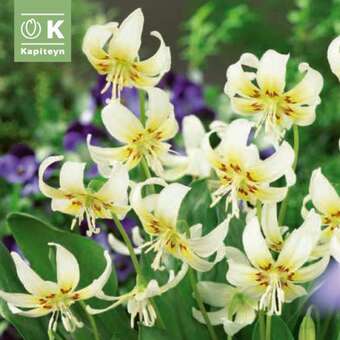 Erythronium White Beauty