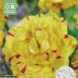 Tulipa Golden Danceline: Bild 1/1