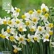 Narcissus canaliculatus: Bild 1/1