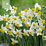 Narcissus canaliculatus - Narzisse