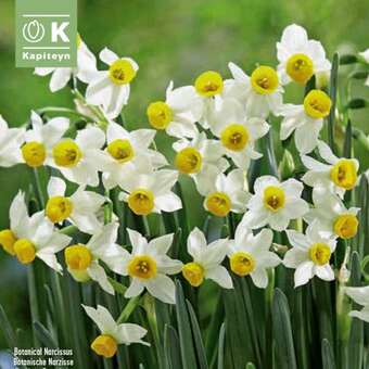 Narcissus canaliculatus