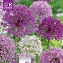 Perfect Combination Allium 'Large Ball Blend' - Zierlauch