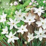 Ipheion Alberto Castillo - Frühlingsstern