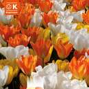 Lovely Combination Tulpen weiß,gelb,orange - Tulpen-Mischung