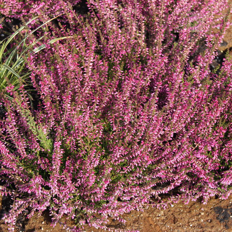 Winterheide (Calluna Vulgaris) Im 13cm Topf – Dreifarbig In Rot, Lila & Gelb