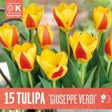 Tulipa kaufmanniana Guiseppe Verdi - Kaufmanniana Tulpe