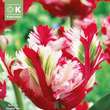 Tulipa Estella Rijnveld: Bild 1/1