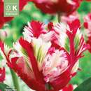 Tulipa Estella Rijnveld - Papagei-Tulpe