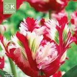 Tulipa Estella Rijnveld - Papagei-Tulpe