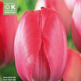 Tulipa Van Eijk - Darwin Tulpe