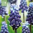 Muscari neglectum: Bild 1/1