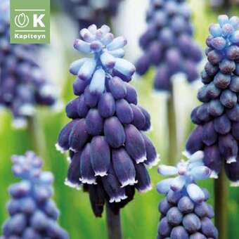 Muscari neglectum