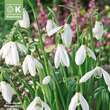 Galanthus elwesii: Bild 1/1