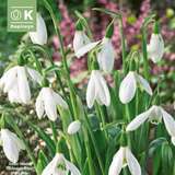 Galanthus elwesii - Schneeglöckchen
