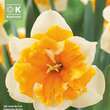 Narcissus Orangerie: Bild 1/1
