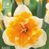 Narcissus Orangerie - Narzisse