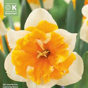 Narcissus Orangerie