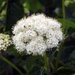 Viburnum dentatum: Bild 1/4