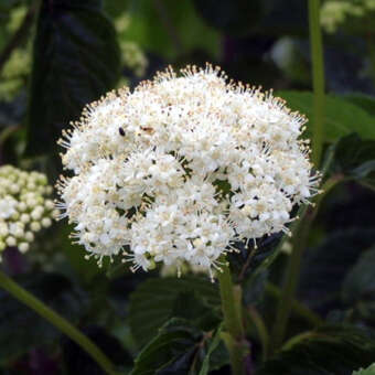 Viburnum dentatum